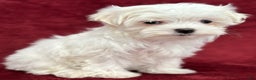 Maltese dogs for sale: Hope - Ad 2