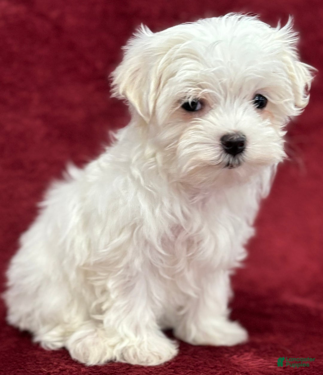 Maltese dogs for sale: Hope - Ad 2