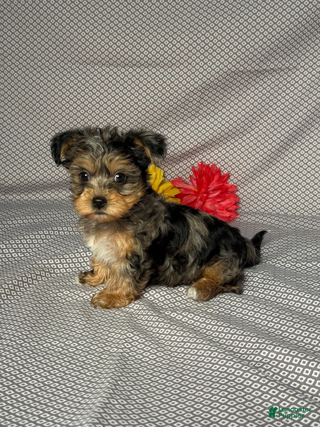 Yorkiepoo dogs for sale: Ashley  - Ad 2