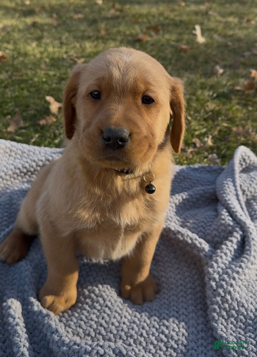 Goldador dogs for sale: Teddy - Ad 1