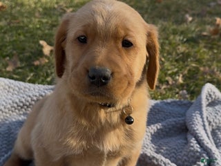 Goldador dogs Teddy - Ad 26