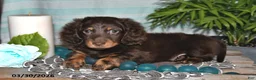 Miniature Dachshund dogs for sale: Cody - Ad 4