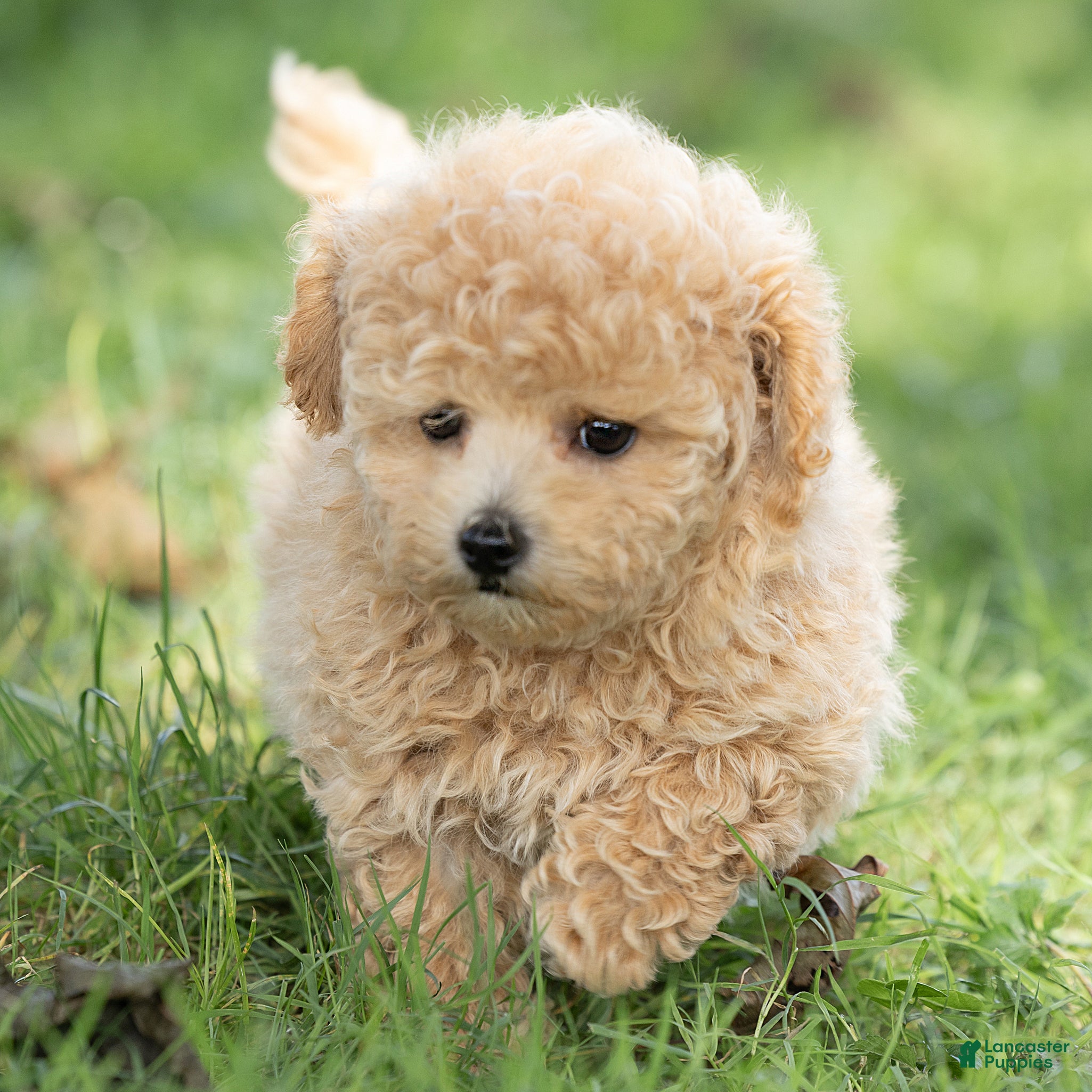 Maltipoo dogs Millie Maltipoo  - Ad 1