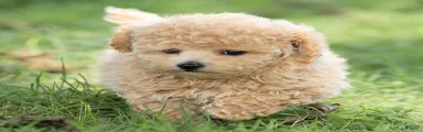 Millie Maltipoo 
