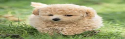 Maltipoo dogs for sale: Millie Maltipoo  - Ad 1