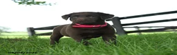 Labrador Retriever dogs for sale: Atlas - Ad 3