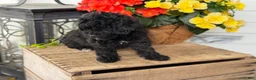 Mixed Breed dogs for sale: Queenie - Ad 16
