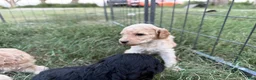 Standard Poodle dogs for sale: Standard Poodle 5 - Ad 12