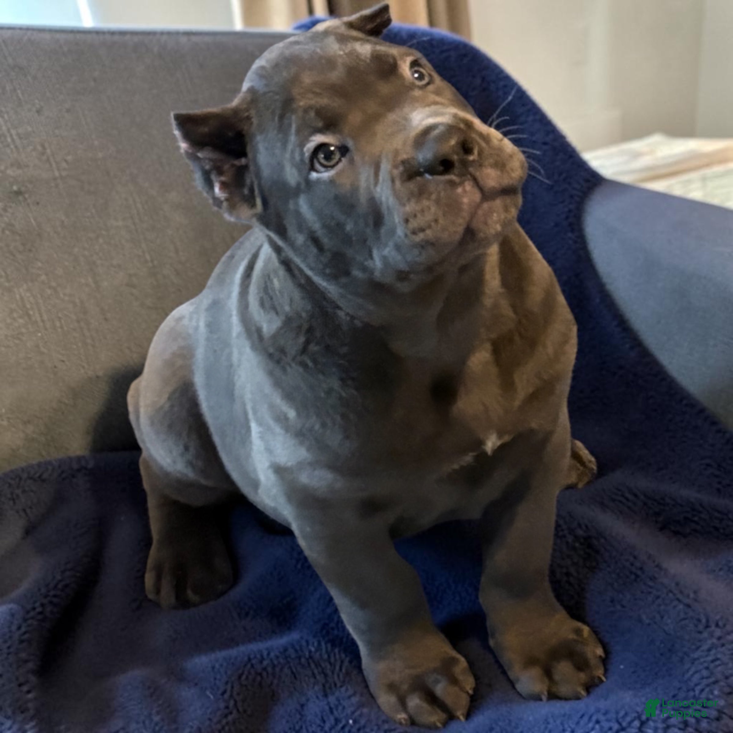 Cane Corso dogs Blue - Ad 25