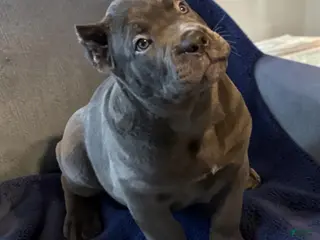 Cane Corso dogs Blue - Ad 25