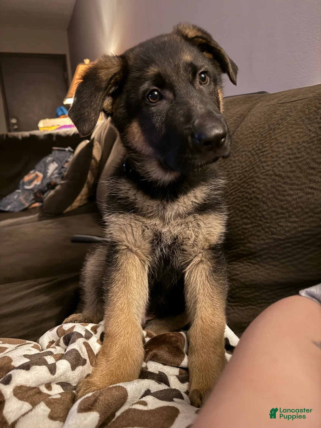 German Shepherd dogs for sale: Forest  - Ad 3