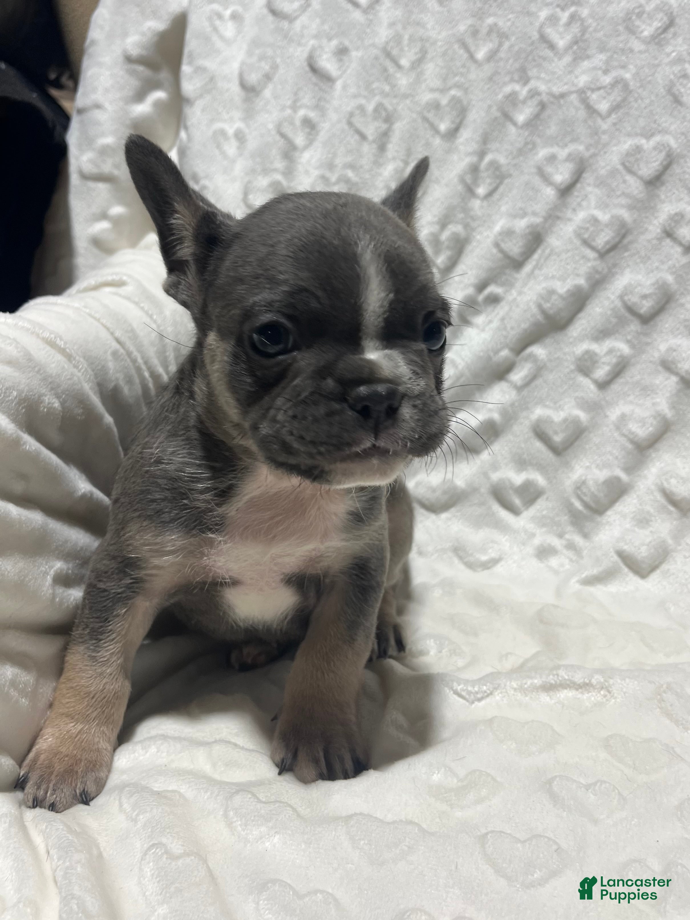 French Bulldog dogs French Bulldog Puppy 2 - Ad 17