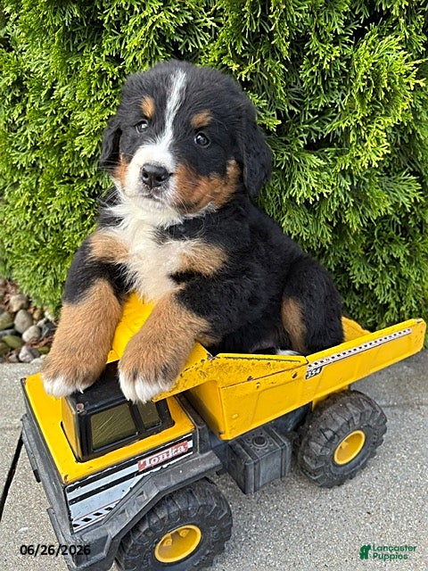 Bernese Mountain Dog dogs Briar - Ad 2