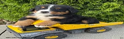 Bernese Mountain Dog dogs for sale: Briar - Ad 2