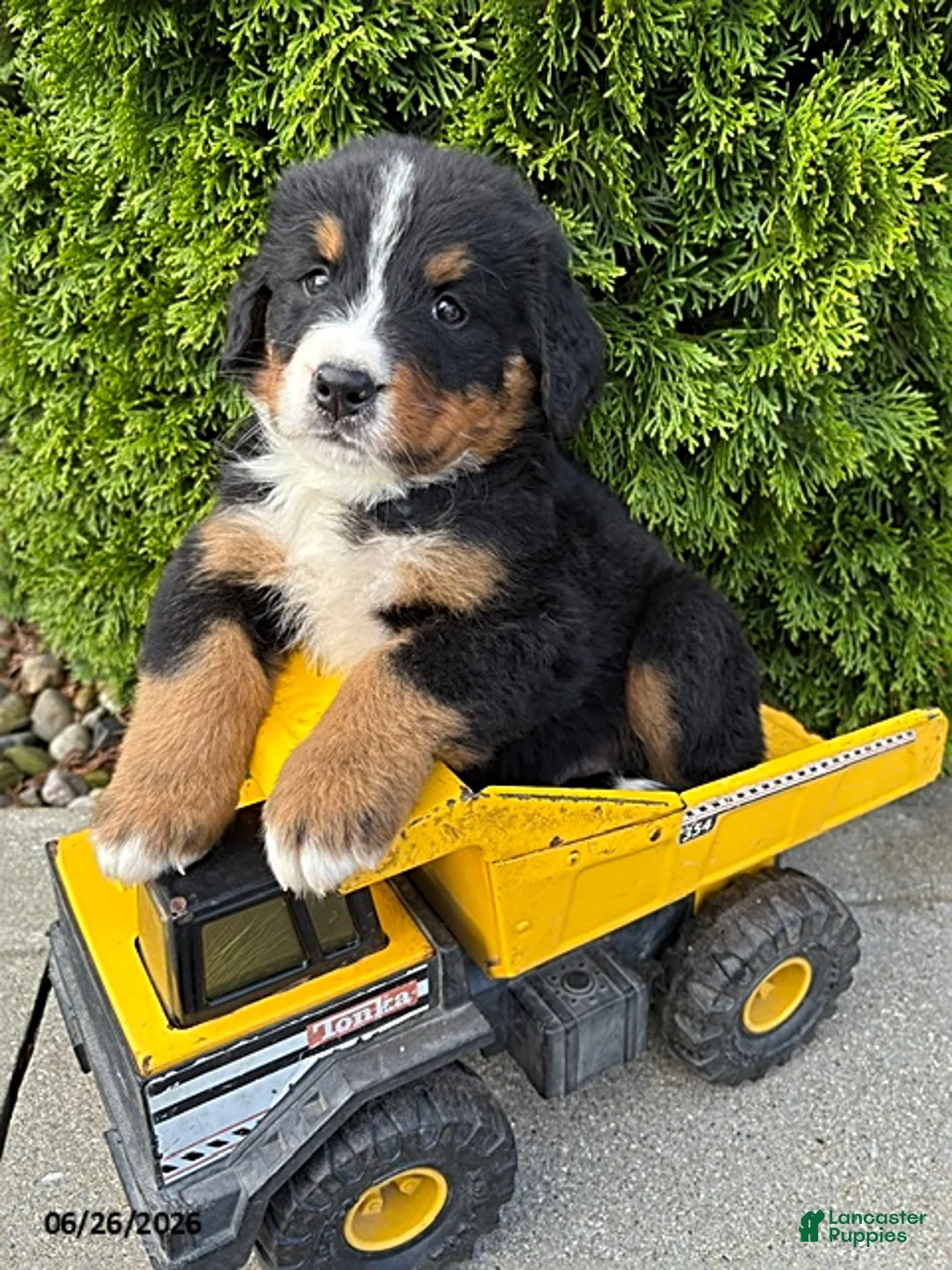 Bernese Mountain Dog dogs for sale: Briar - Ad 2