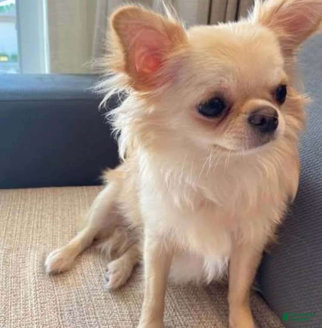 Chihuahua dogs for sale: Teacup Chihuahua longhair male  - Ad 5