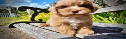 Havapoo dogs for sale: Kiwi - Ad 6