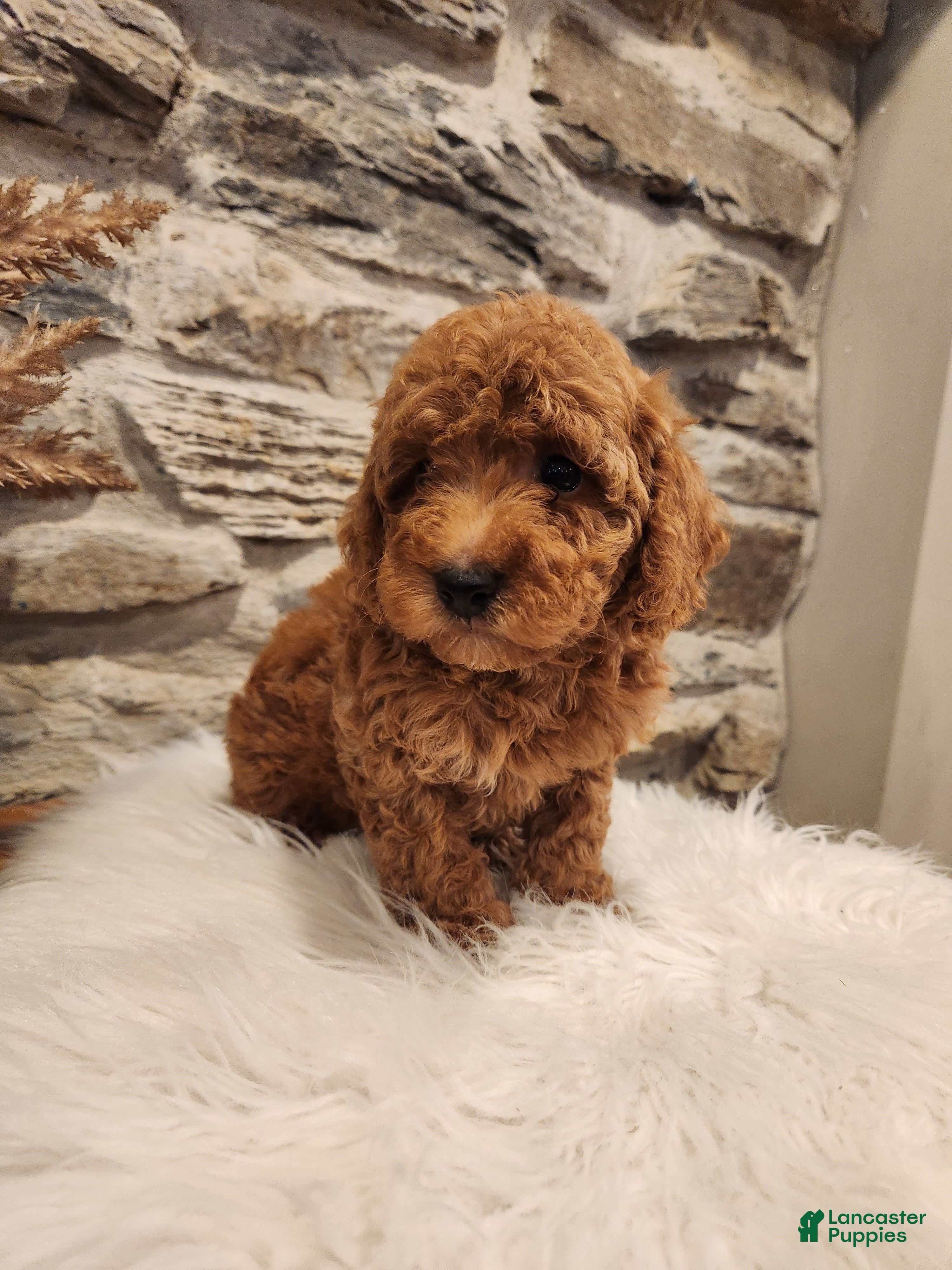 Mini Goldendoodle dogs BREEZE - Mini Goldendoodle Puppy 9 - Ad 2