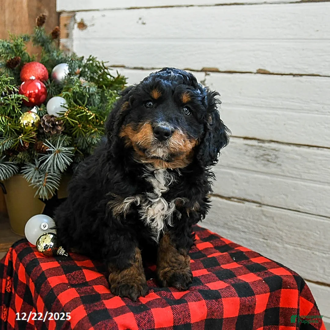 Mini Bernedoodle dogs for sale: Biscuit - Ad 9