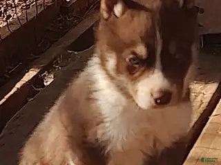 Siberian Husky dogs Siberian Husky Puppy 1 - Ad 10