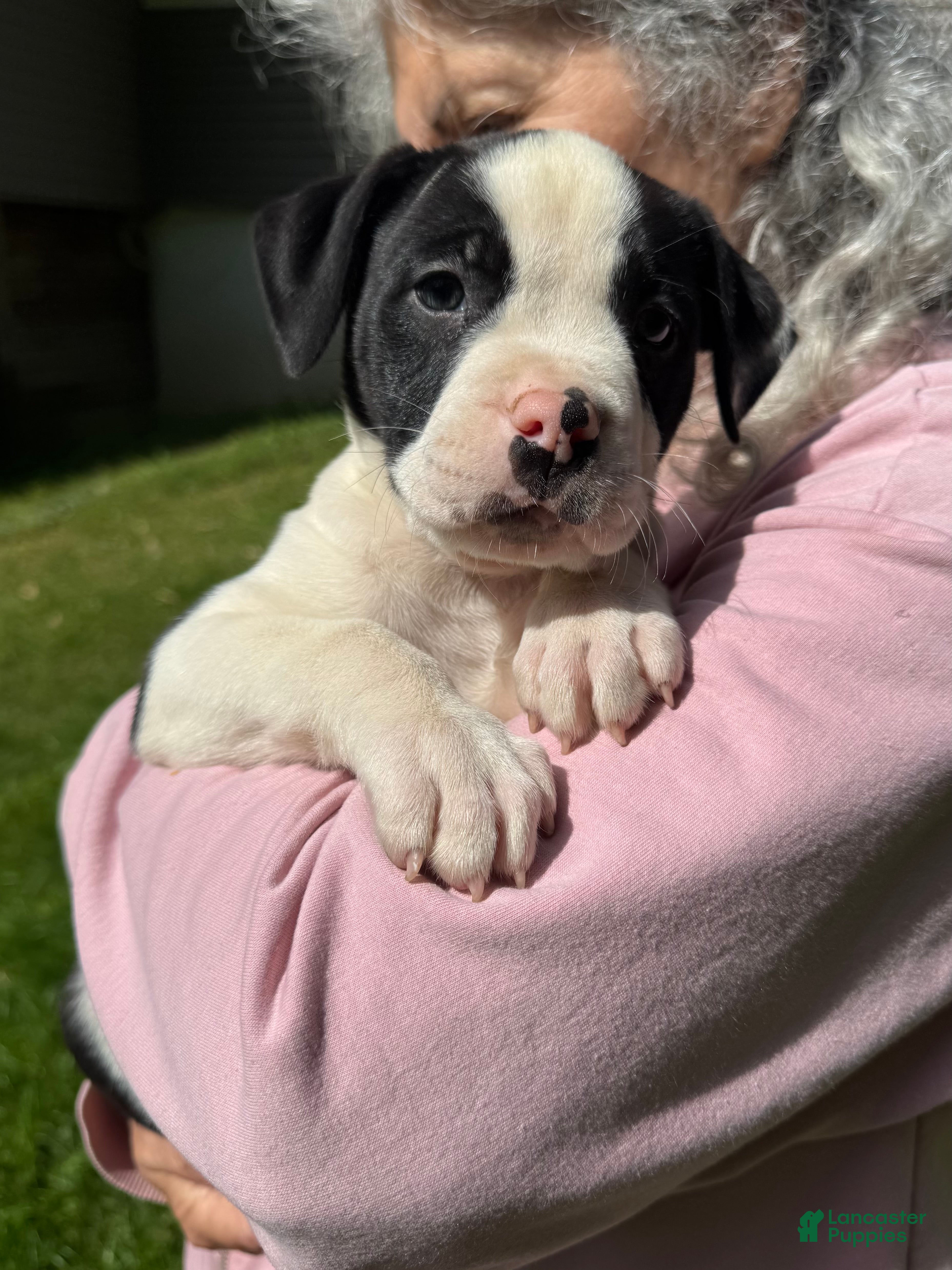 American Bulldog dogs Female 4 - Ad 2