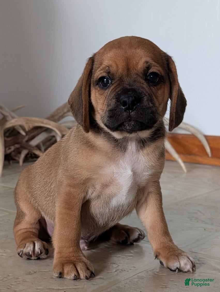 Puggle dogs Kenny  - Ad 2