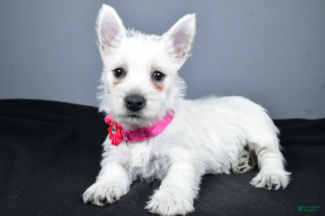 West Highland Terrier dogs for sale: Cloe - Ad 2
