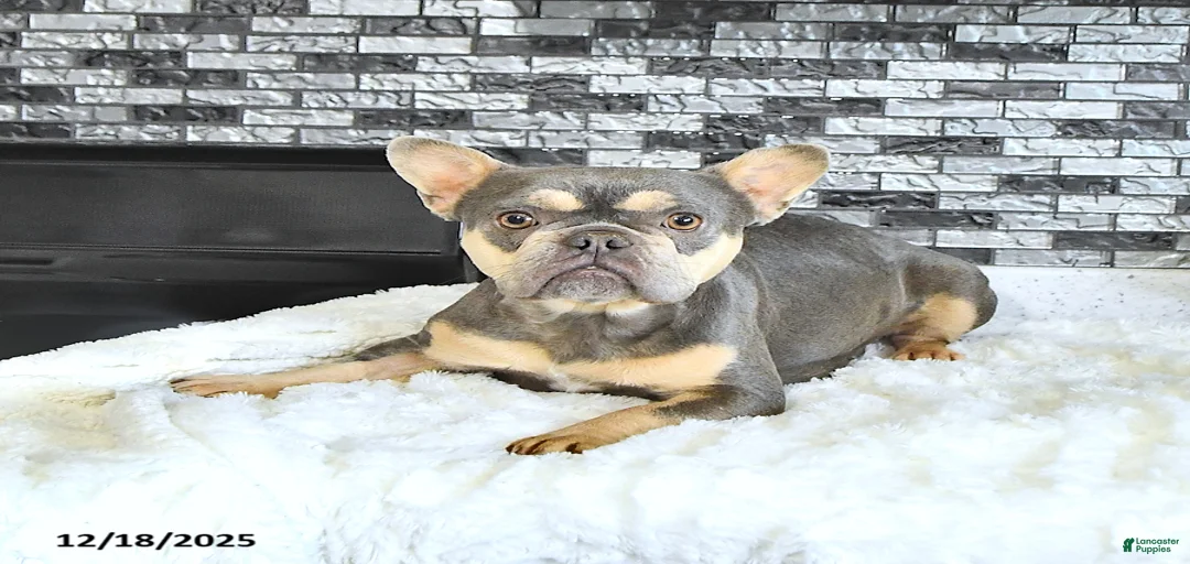 Gallery Image {{count}}