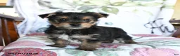 Yorkshire Terrier dogs for sale: Milo - Ad 3