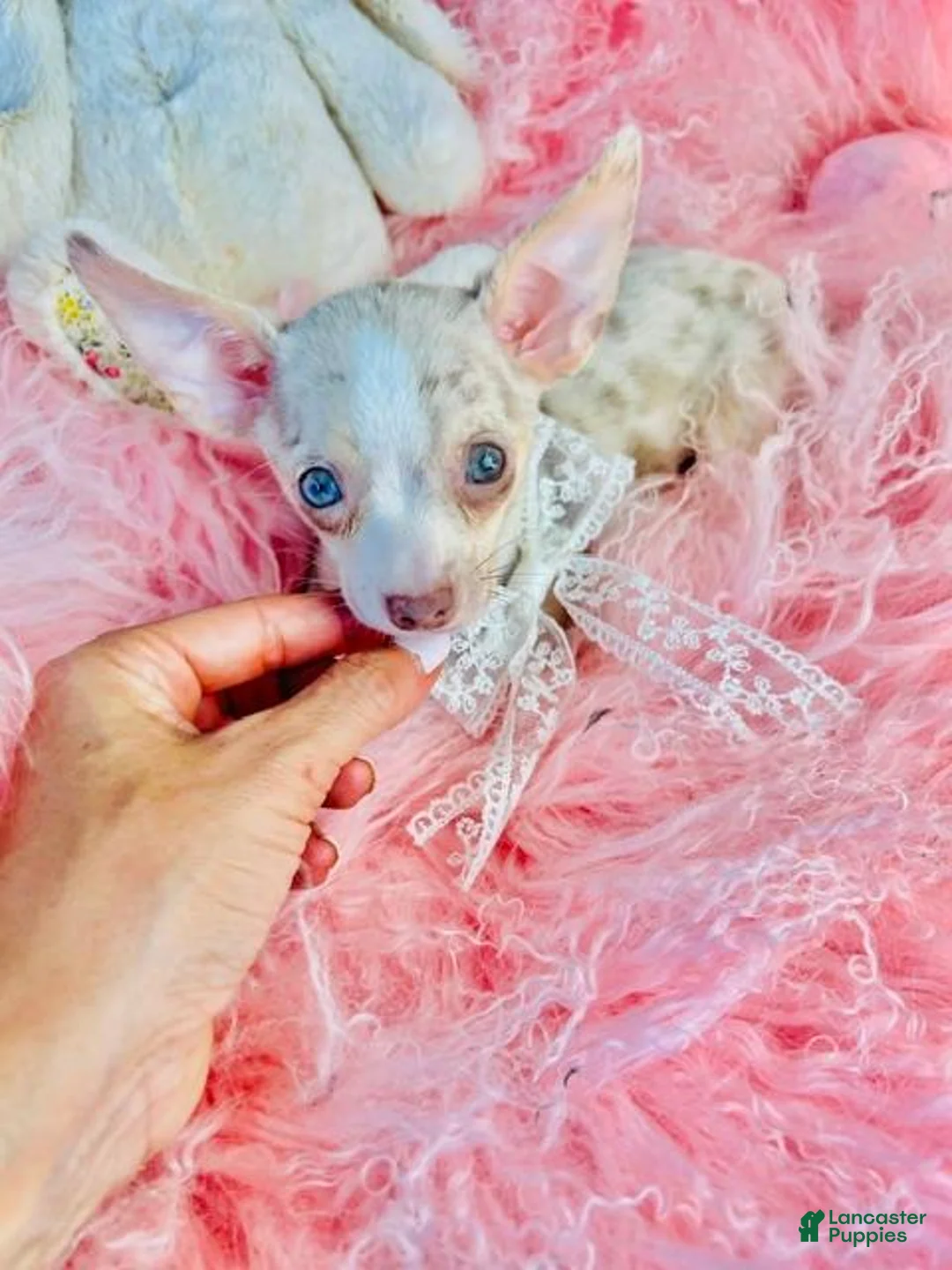 Chihuahua dogs for sale: Merle Chihuahua with BLUE EYES - Ad 1
