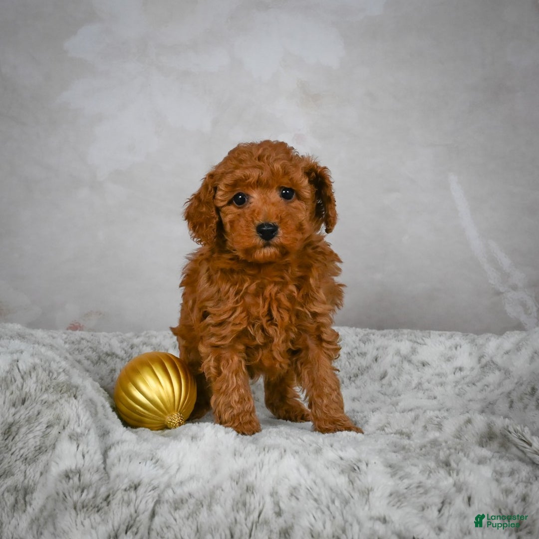 Miniature Poodle dogs for sale: Conner - Ad 2