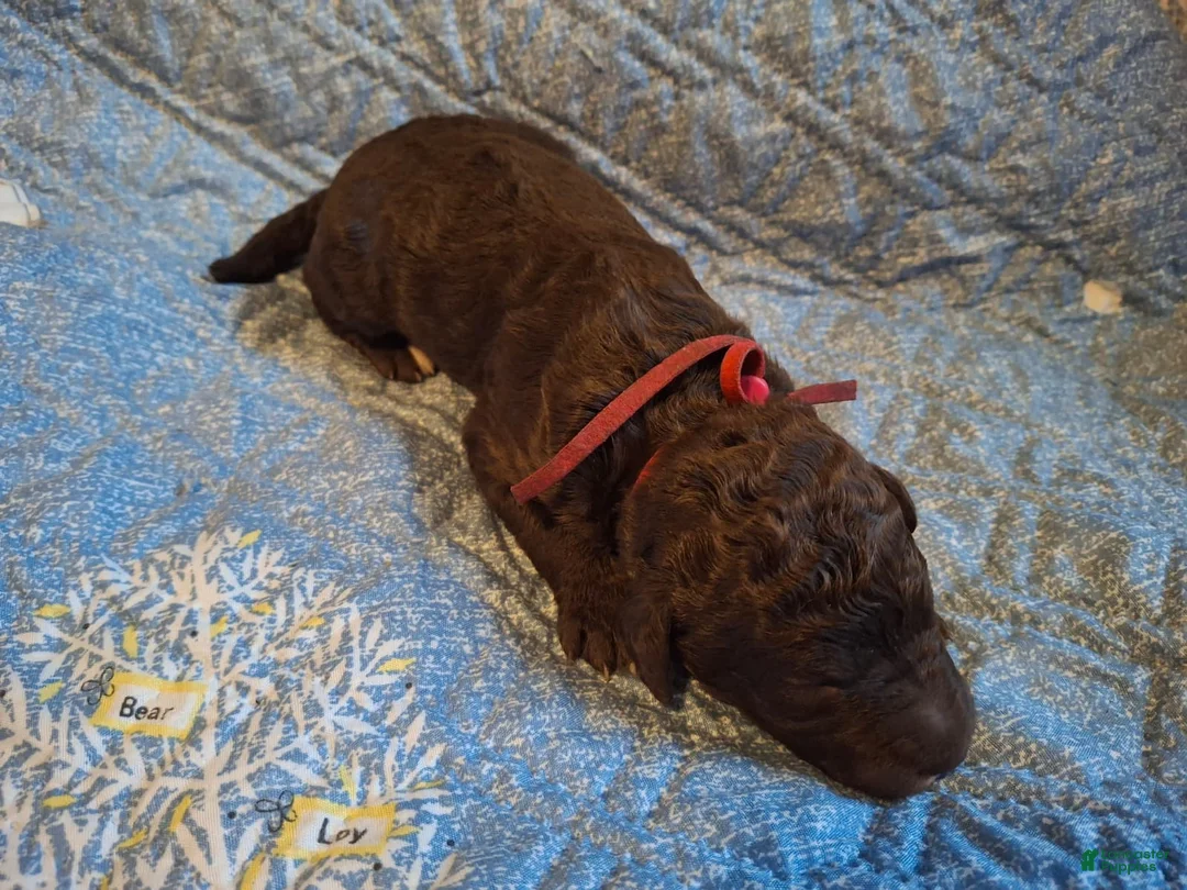 Labradoodle dogs for sale: Gemma - Ad 5