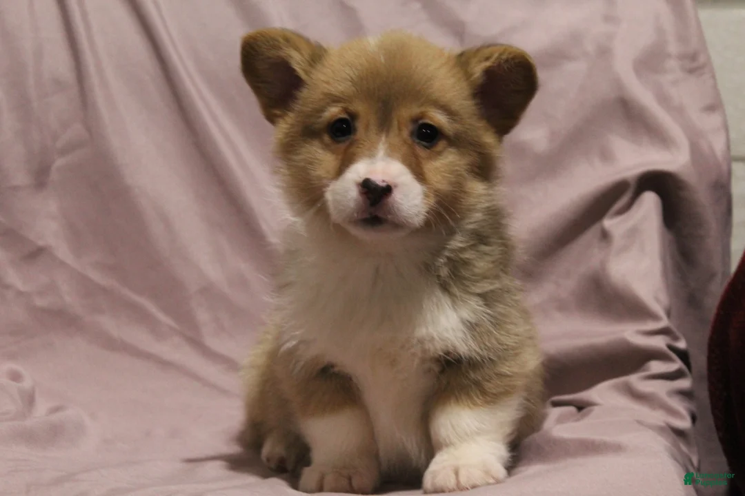 Welsh Corgi Pembroke dogs for sale: Monty - Ad 4
