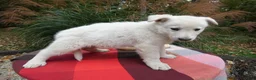 German Shepherd dogs for sale: German Shepherd 1 Snowball - Ad 4