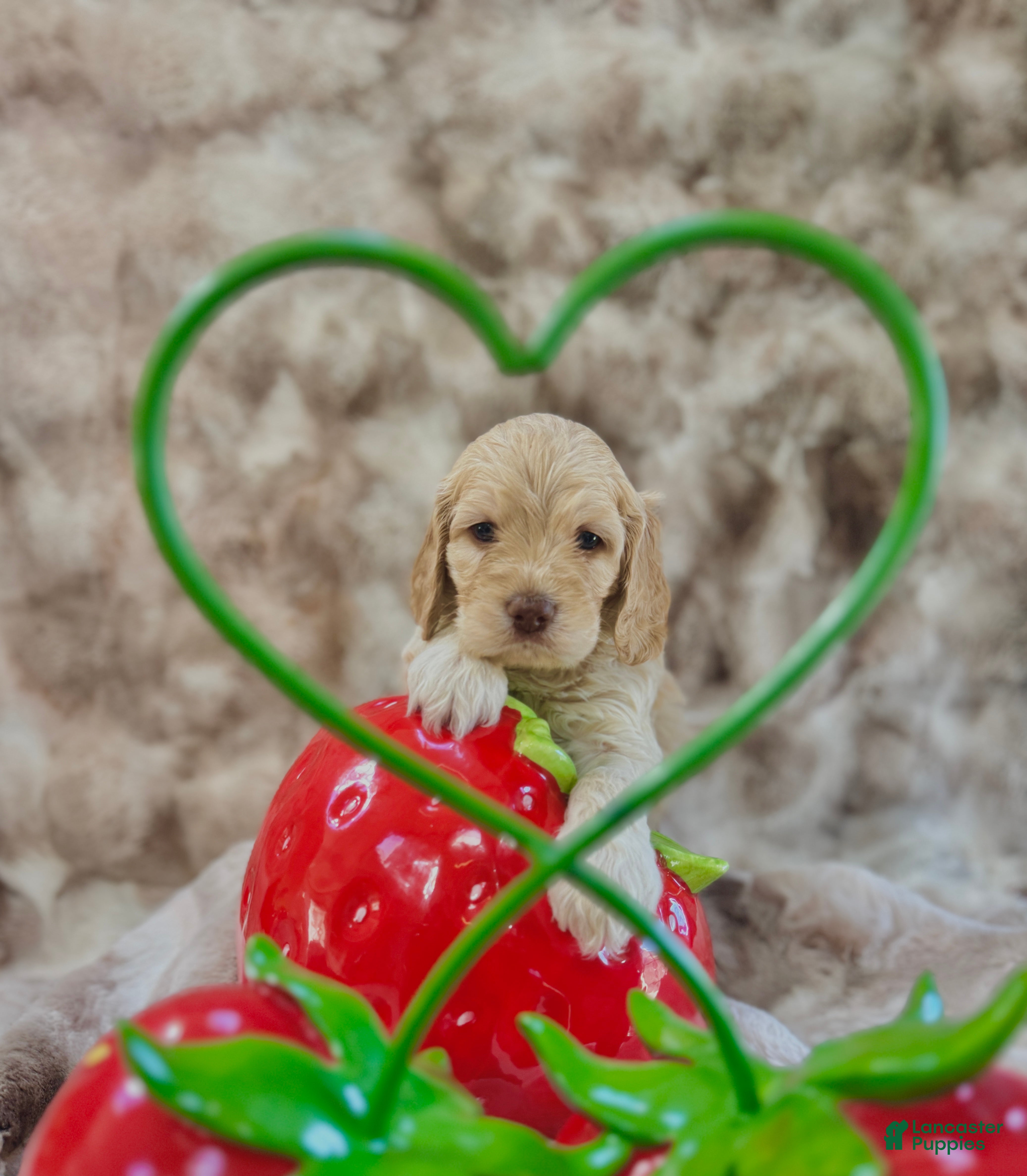 Cockapoo dogs for sale: Cockapoo Puppy 5 - Ad 4