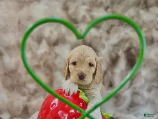 Cockapoo dogs for sale: Cockapoo Puppy 5 - Ad 4