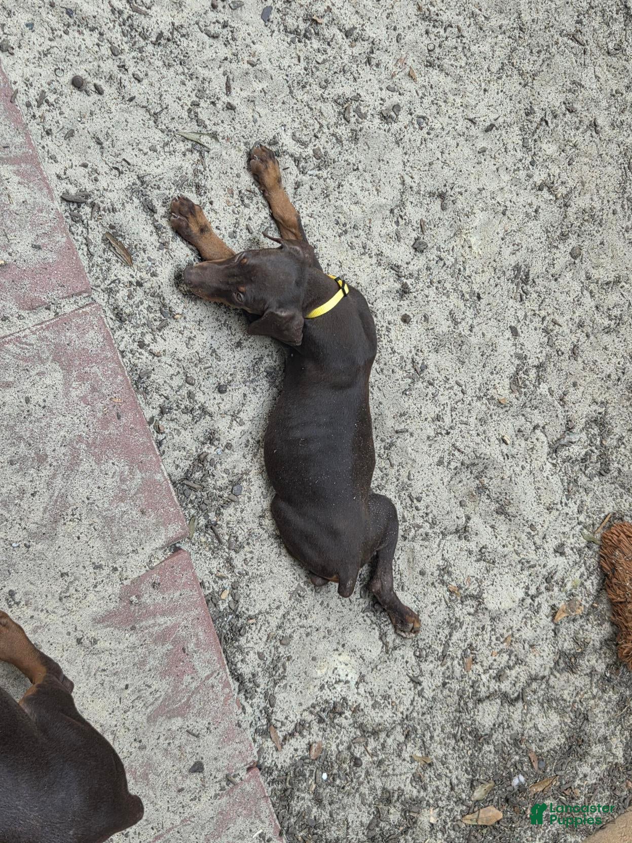 Doberman Pinscher dogs Willow - Ad 2