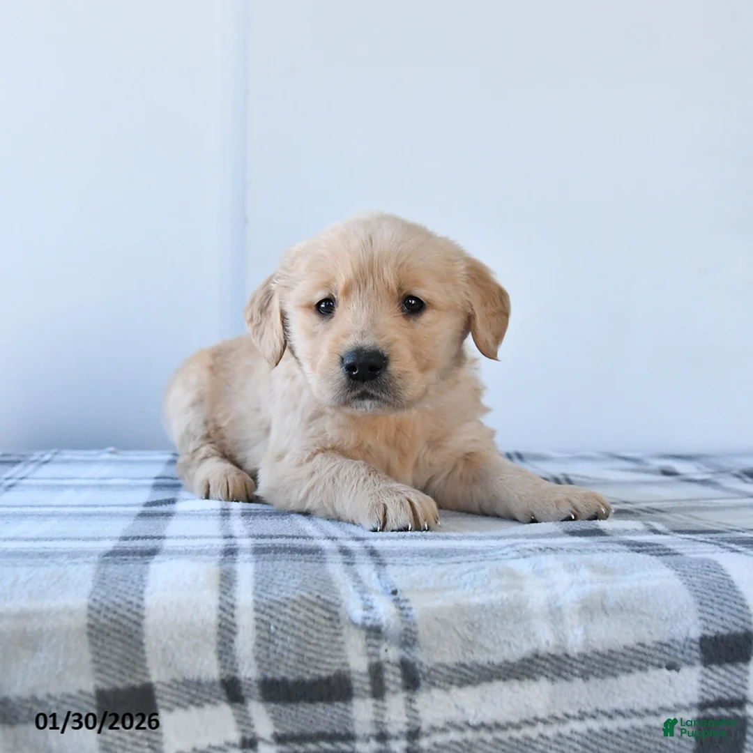 Golden Retriever dogs for sale: Rolo - Ad 2