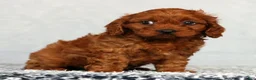 Cavapoo dogs for sale: Fifi - Ad 6