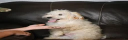 Maltipoo dogs for sale: Theodore - Ad 4