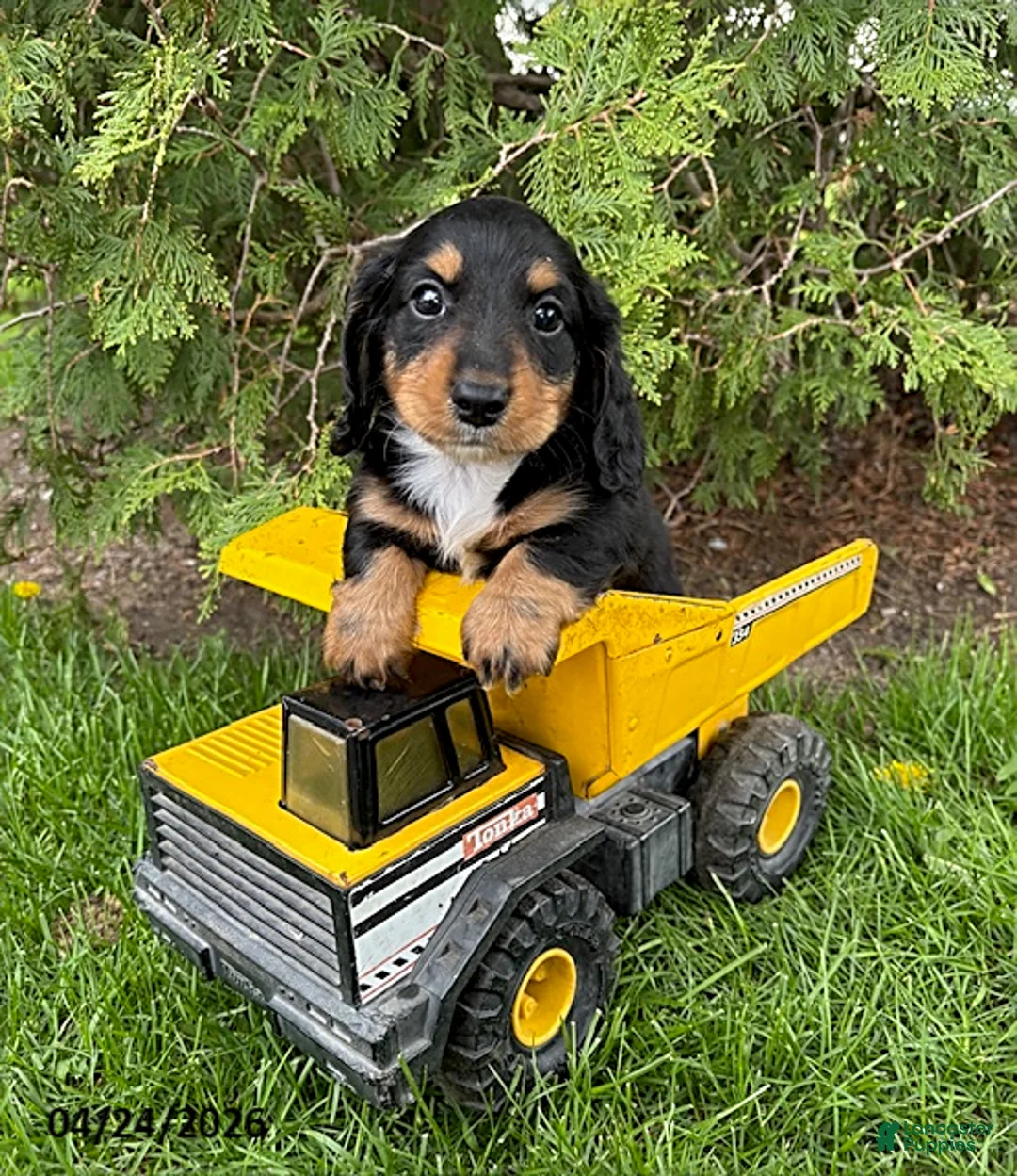 Dachshund dogs for sale: Hendrix - Ad 2