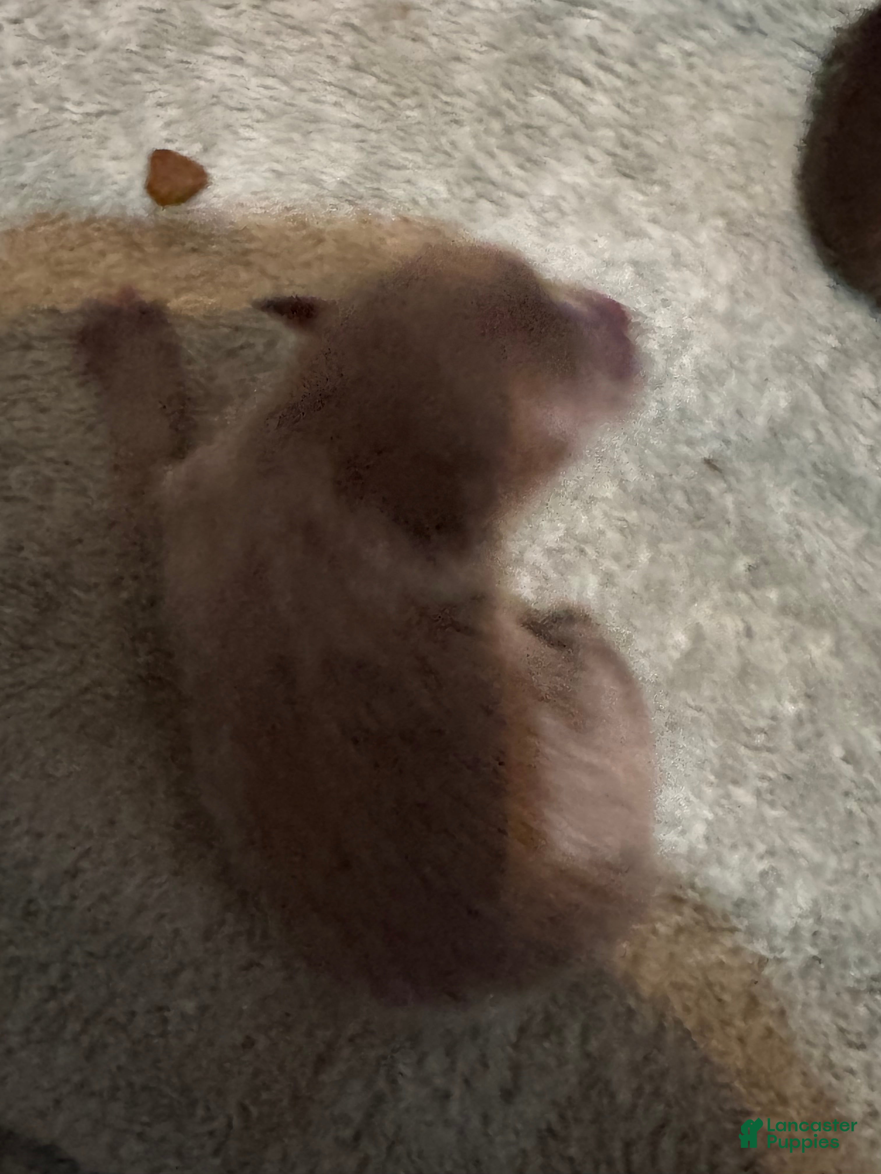 Pomeranian dogs Pomeranian Puppy 2 - Ad 11