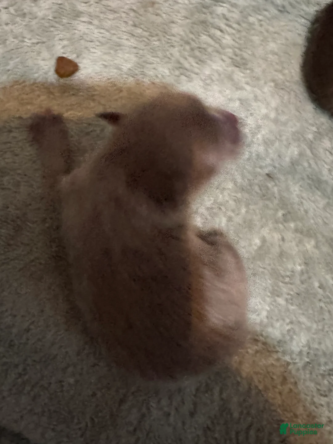 Pomeranian dogs for sale: Pomeranian Puppy 2 - Ad 1