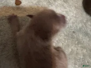 Pomeranian dogs Pomeranian Puppy 2 - Ad 11