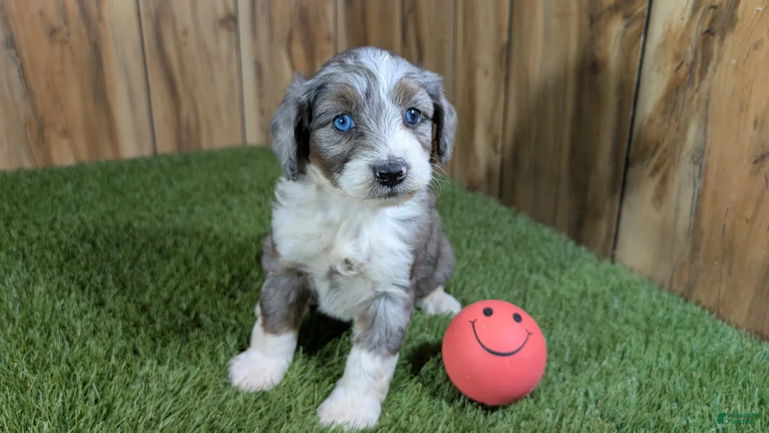 Mini Aussiedoodle dogs for sale: Sunset Girl 1 - Ad 1