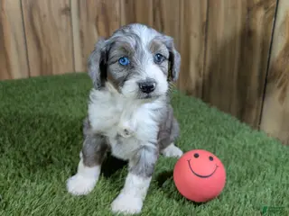 Mini Aussiedoodle dogs Sunset Girl 1 - Ad 8