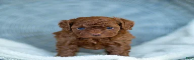 Rosy Toy Poodle Puppy 
