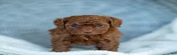 Toy Poodle dogs for sale: Rosy Toy Poodle Puppy  - Ad 1