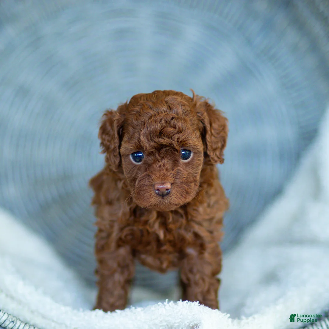 Toy Poodle dogs for sale: Rosy Toy Poodle Puppy  - Ad 1
