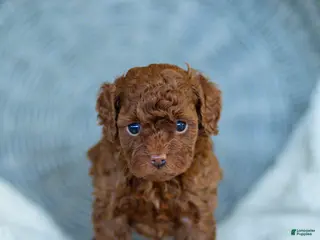 Toy Poodle dogs for sale: Rosy Toy Poodle Puppy - Ad 2